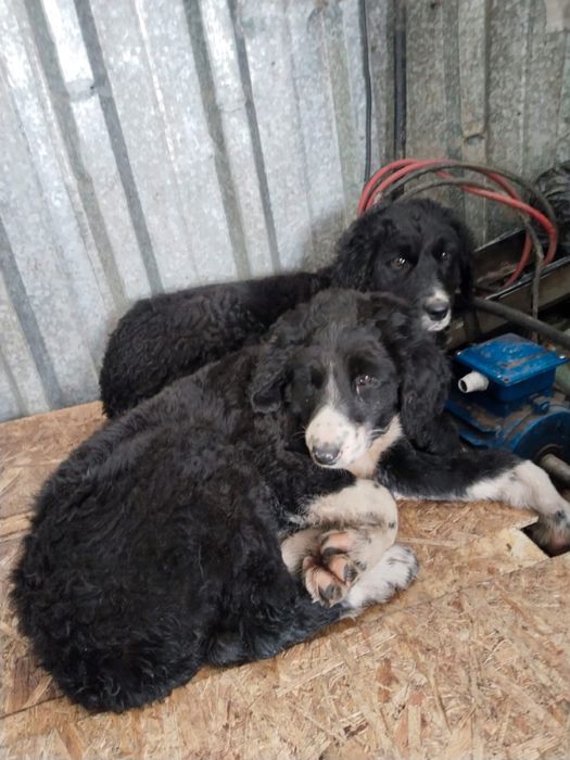 Тазы кушик сатылады