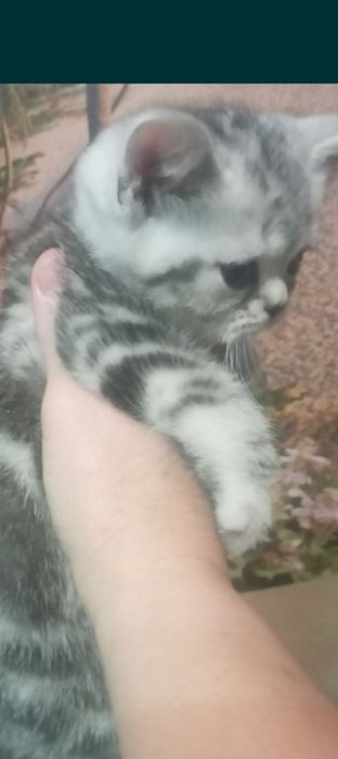 Котята шотландцы мраморные