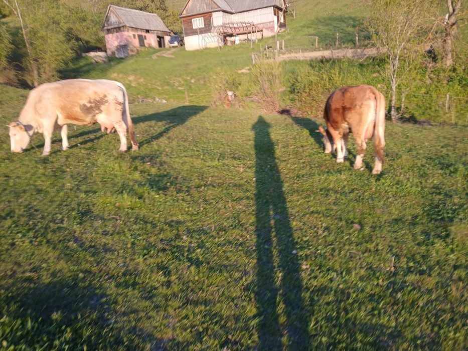 Vaci spre vânzare