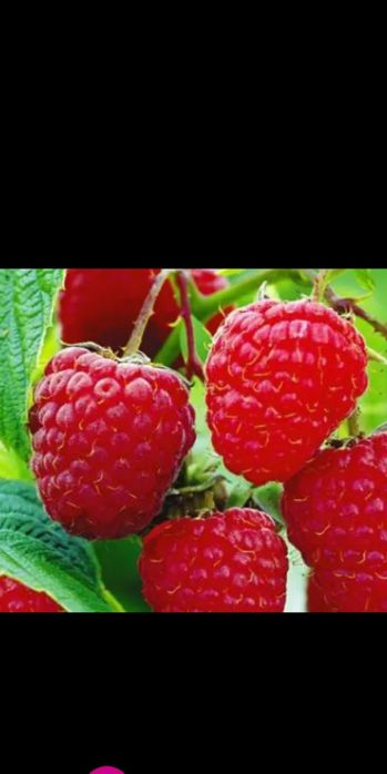 Butasi Zmeura Polona si Citrya, mure si capsuni