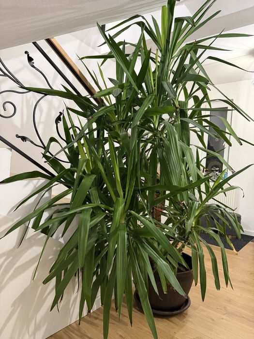 Vand planta Yucca 2m