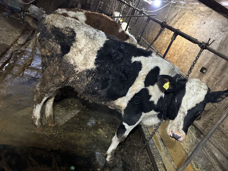 Быки Голштин симментал