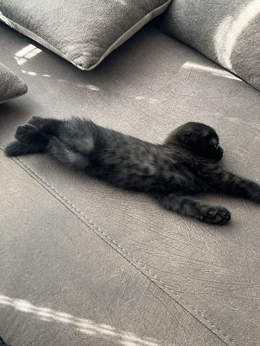 Шотландско клепоухо коте