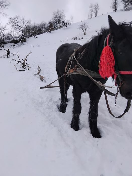 Mânz de 2 ani de vanzare potcovit și prins la ham