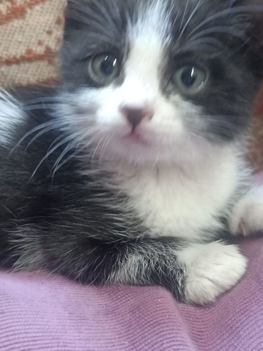 Котёнок, 1 месяц