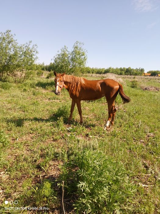 Продам кобыл полу Орловской породы