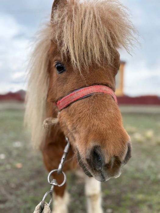 Продам пони по все вопросам