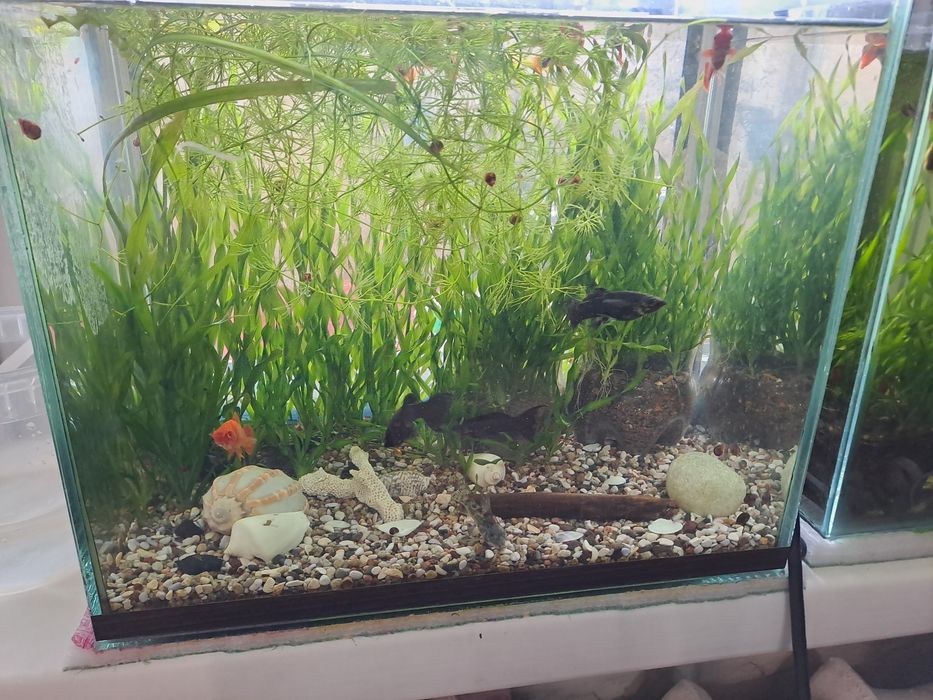 Красивые аквариумные рыбки.