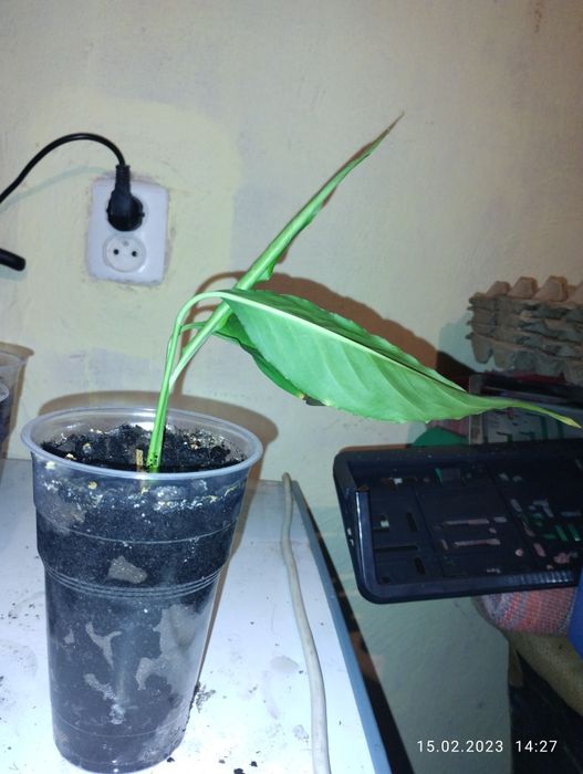 Цветы женское счастье