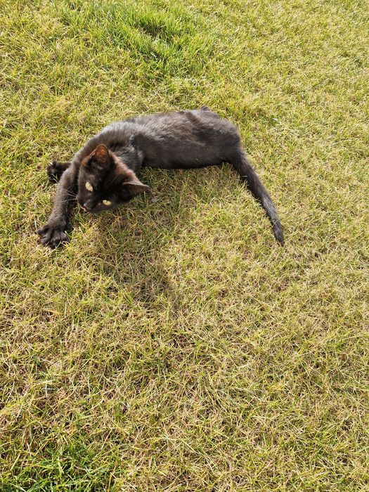 Donez 2 pisicute 6 luni