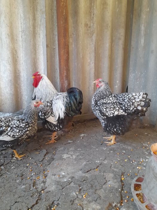 Vând ouă și pui Mii de Flori Porțelan,cochinchina pitic porțelan și negru bobat, Brahma Uriaș din 9 culori