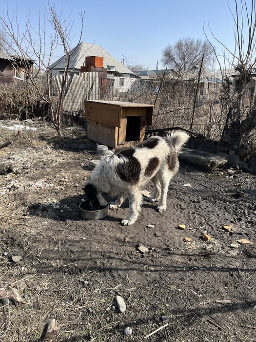 Казаки тобет сатылады