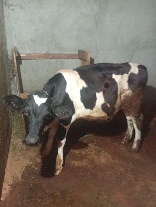 Vitea de Rasa  HOLSTEIN!