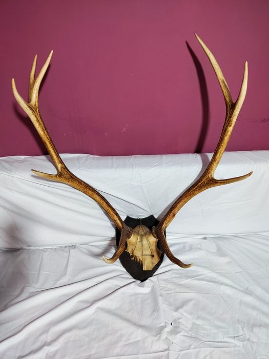 Vând coarne, trofee de cerb