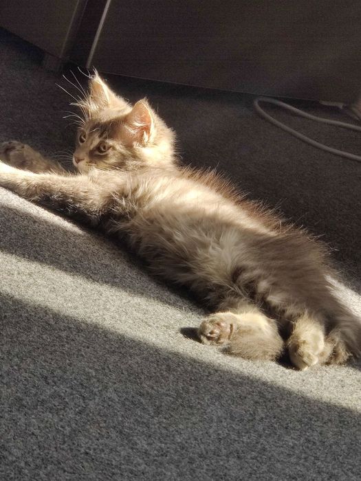 Бесплатно котята