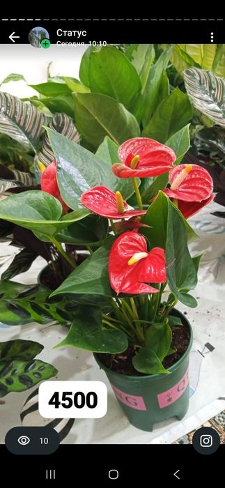 Уй гұлдері арзан