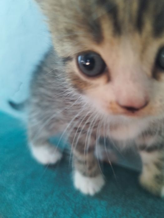 Продам котят папа британец