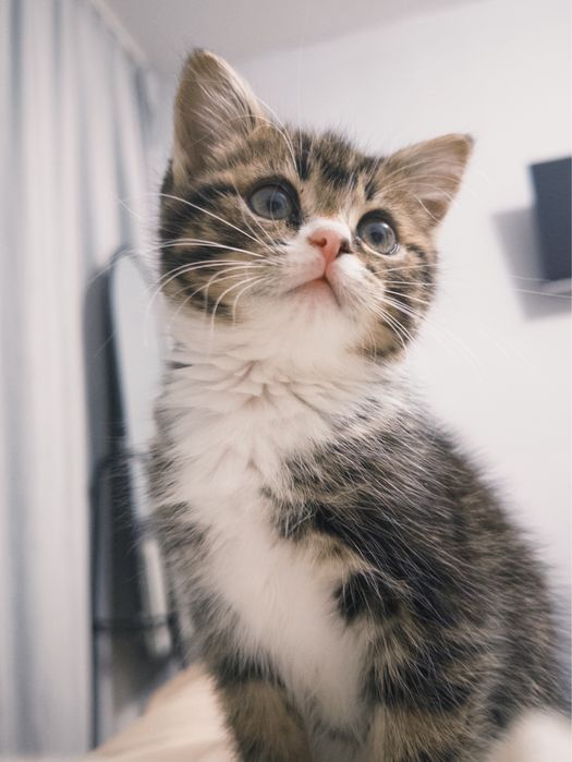 Котёнок девочка 2 месяца, в добрые руки