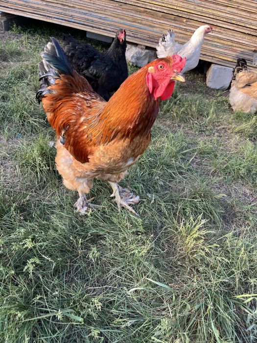 Продам петуха Брама