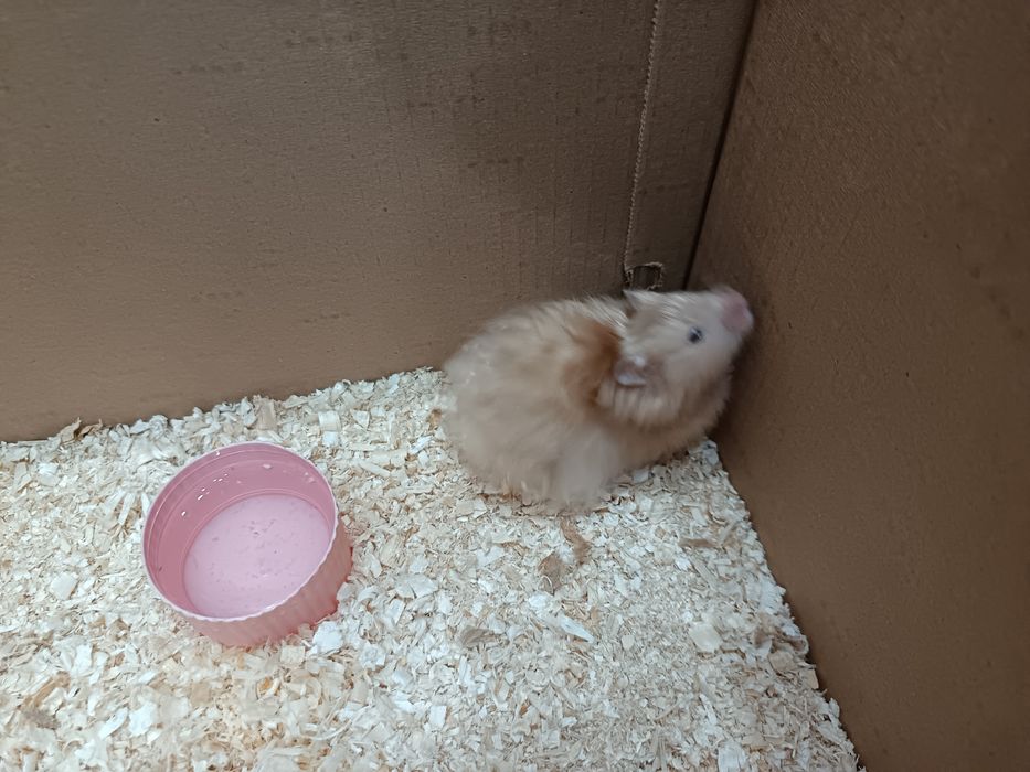 Срочна продам хомяк 6000тг