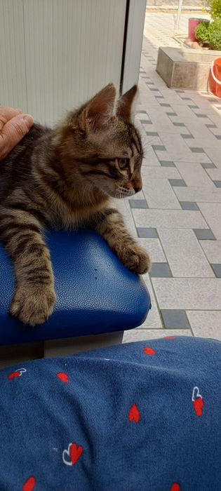 Домашний котёнок