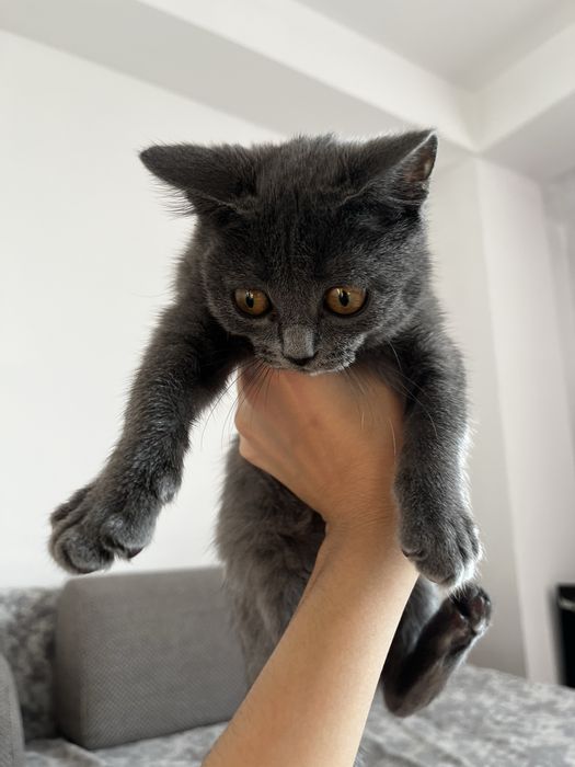 Отдам британскую кошку