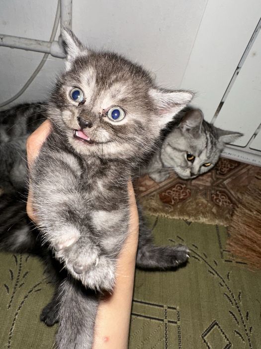 Шатланский котят