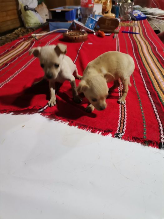 Пинчерчета за продажба