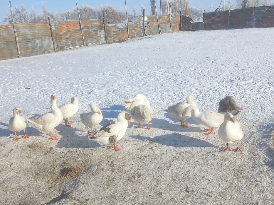 Продам жирных гусей