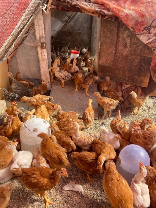 Vând pui rasa mixta 5 saptamani