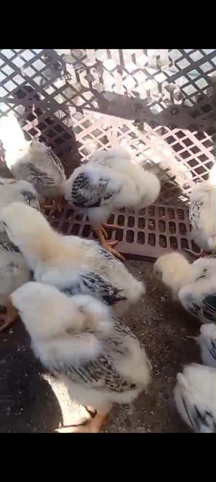 Цыплята боеццовские, дакан шоже