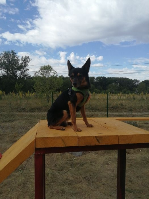 Мальчик той-терьер для вязки