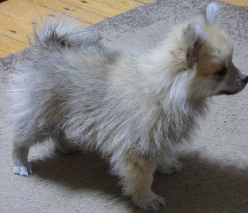 Vind Spitz-Pomeranian , baiat