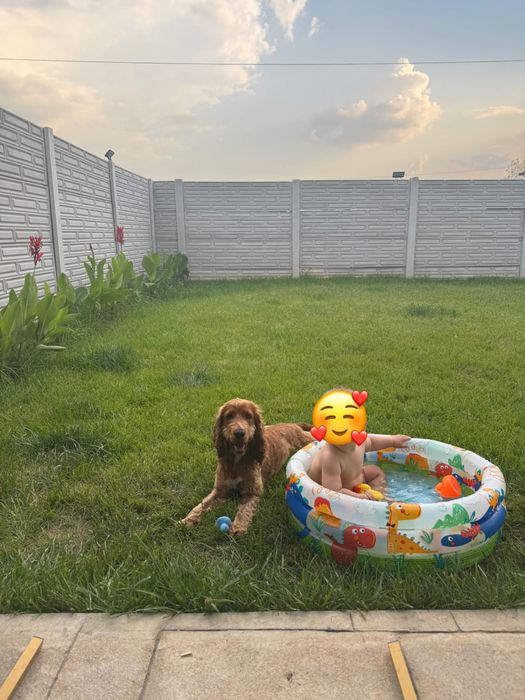 Pet sitter Berceni, Bucuresti