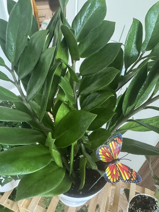 Комнатные цветы ухоженные