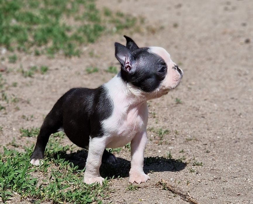 Boston terrier femela