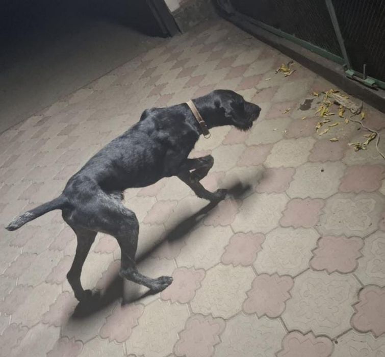 Дратхар сатылады