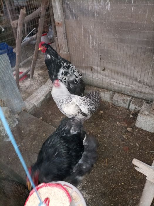 Găini și cocosi rase diferite