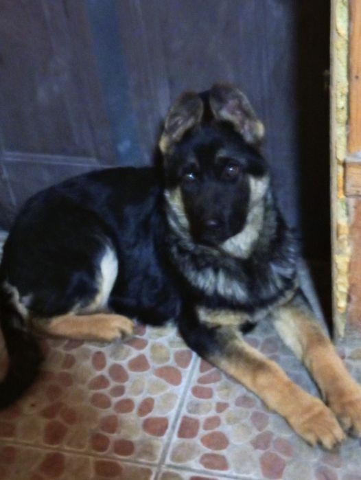 Питомник  немецких  овчарок РР