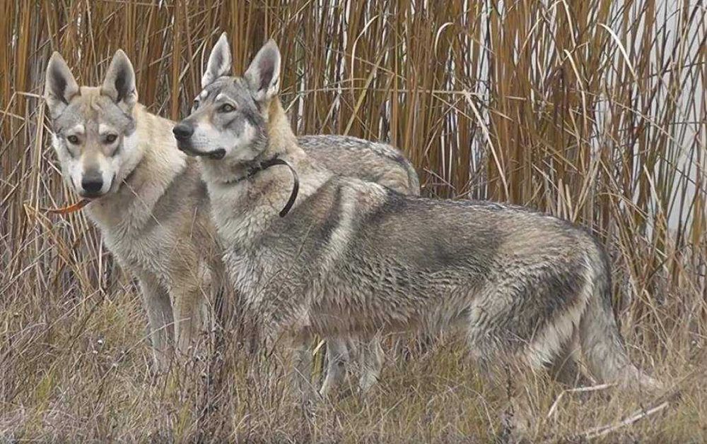 Чехословашки вълчак мъжко кученце