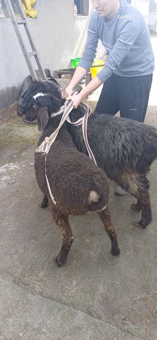 Qo'y sotiladi. 1,5 yosh, qisir, eb ichishiga javob. Продаю ярку. Возра