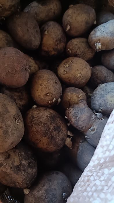 Продам картофель семяной сорт Галла