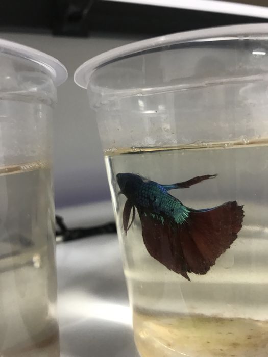 Юбки петушки разного цвета