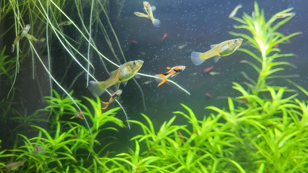 Скариди, ендлери и живи хранителни култури