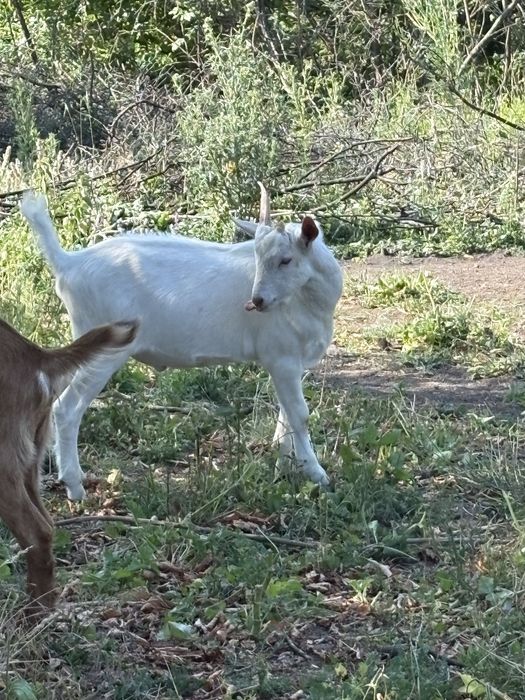 Vând țap și iediță. Țapul este Saanen, iar iedița este metis Saanen cu Alpină Franceză.