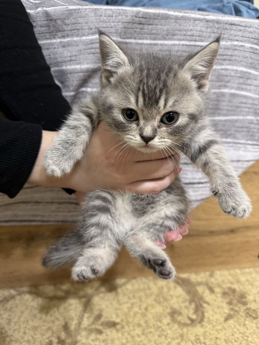 Продаются породистые котята