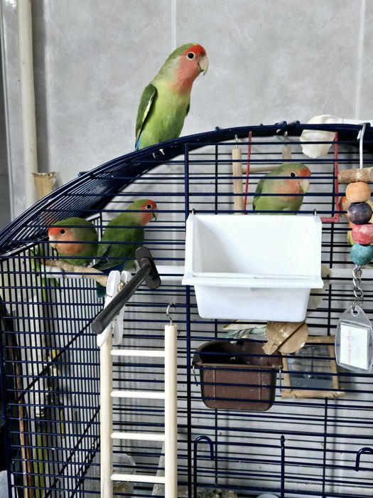 Papagali Agapornis puiuti- Colorati si cuminti, disponibili imediat!