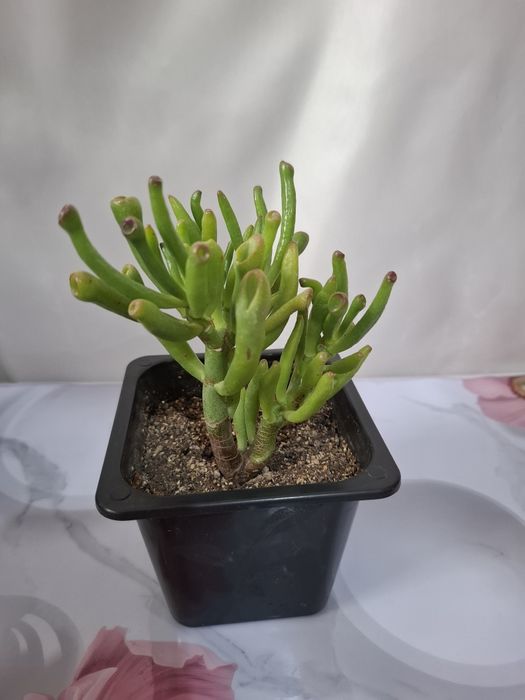 Цветы комнатные 1000т