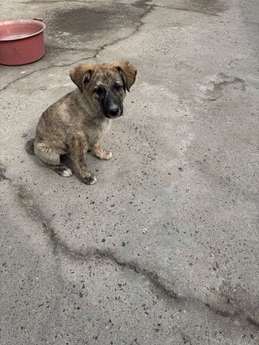 Щенок мальчик в добрые руки