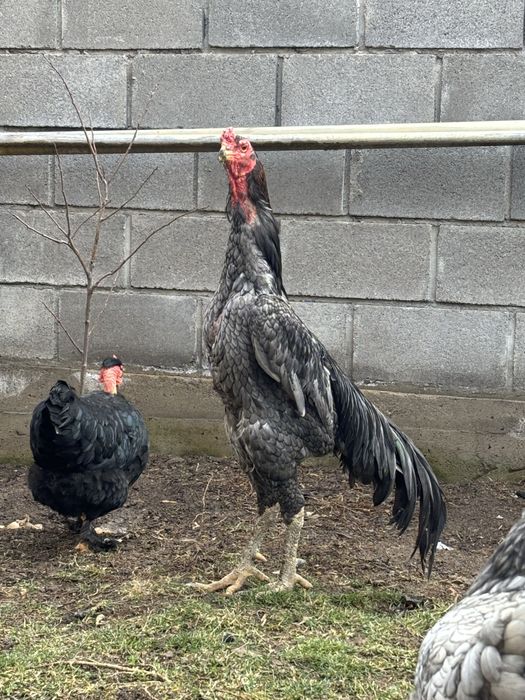 Петух вьетнам ганой